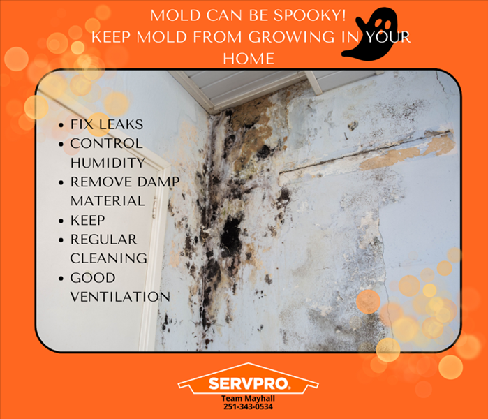 mold removal, mold cleanup, mold damage, Mobile, AL