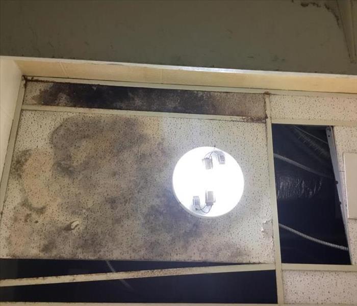 ceiling tile with mold growth