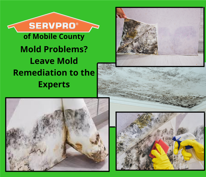 Mold Experts- SERVPRO of Mobile County